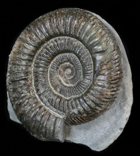 Dactylioceras Ammonite Stand Up - England #38785
